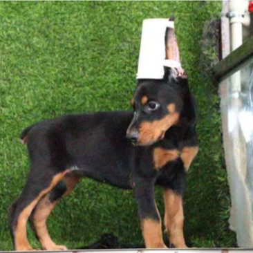 杜宾犬幼犬活体宠物狗狗出售美系杜宾幼犬家养警犬