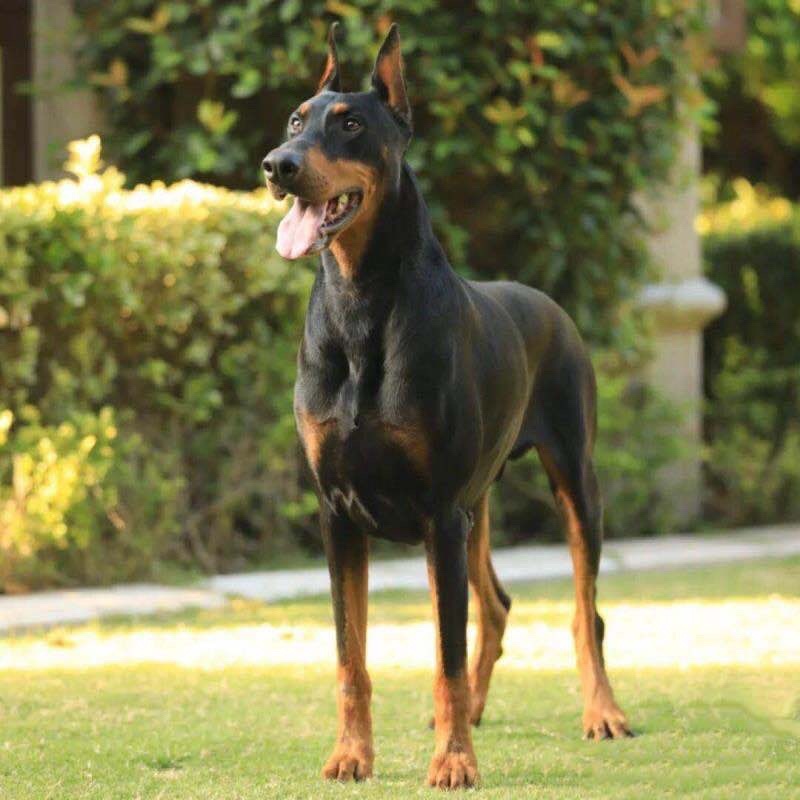 杜宾犬幼犬活体宠物狗狗出售美系杜宾幼犬家养警犬