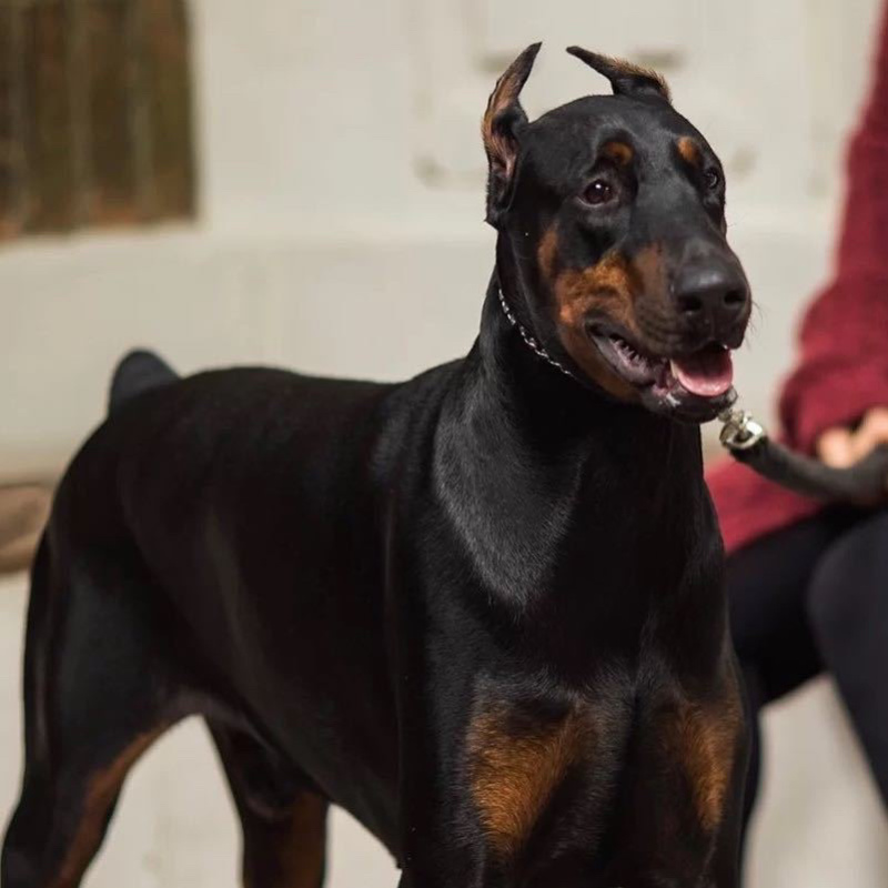 杜宾犬幼犬活体宠物狗狗出售美系杜宾幼犬家养警犬