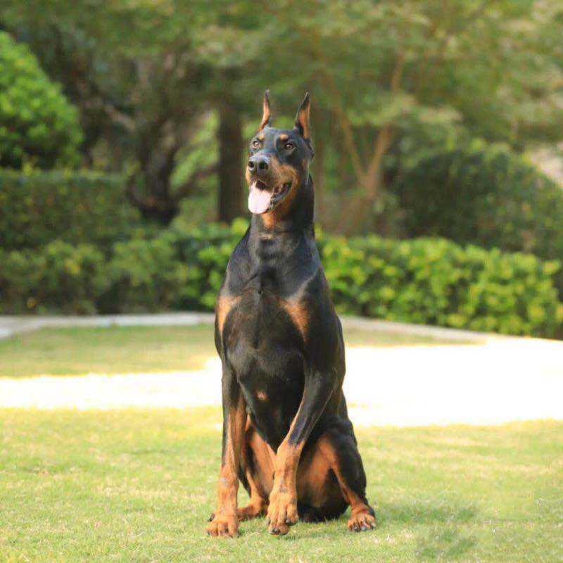 杜宾犬幼犬活体宠物狗狗出售美系杜宾幼犬家养警犬