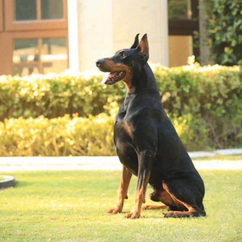 杜宾犬幼犬活体宠物狗狗出售美系杜宾幼犬家养警犬