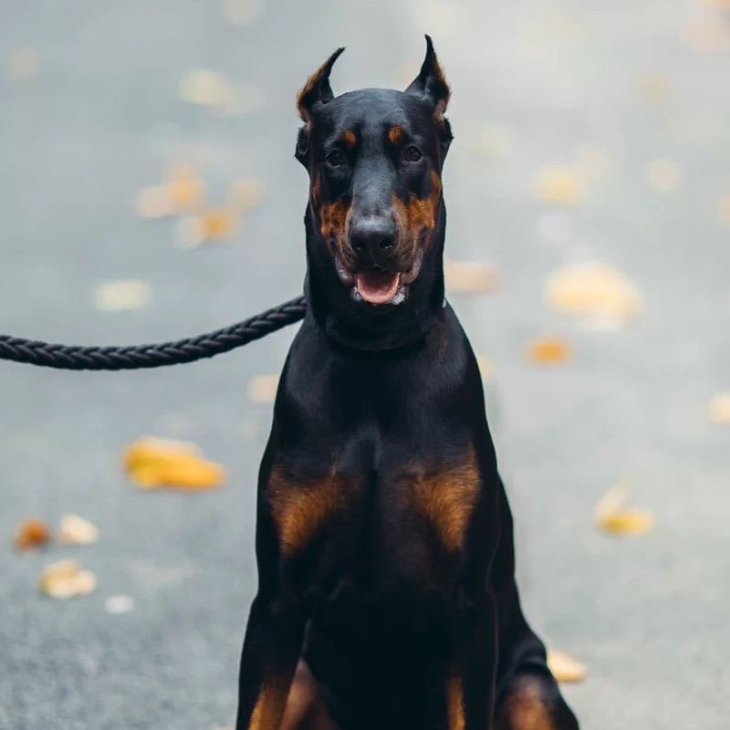 杜宾犬幼犬活体宠物狗狗出售美系杜宾幼犬家养警犬