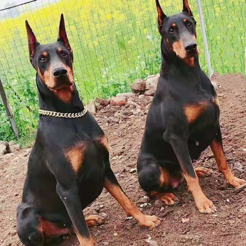 杜宾犬幼犬活体宠物狗狗出售美系杜宾幼犬家养警犬