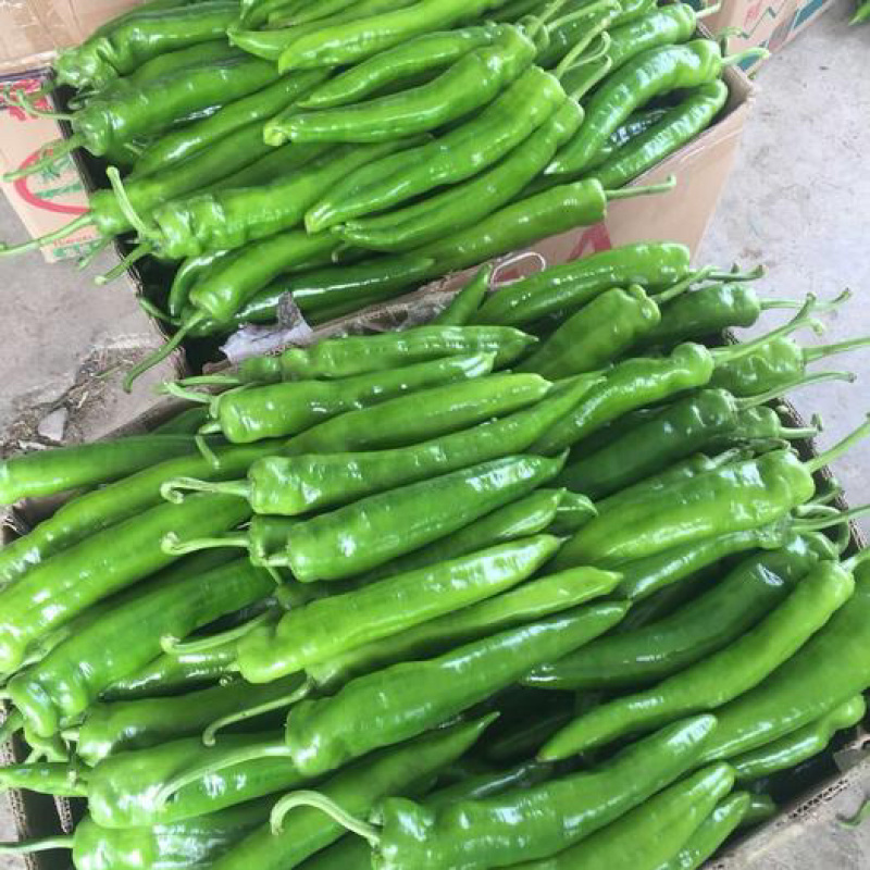 【产地直发】尖椒15-20公分，条形好，亮度好。品质保证