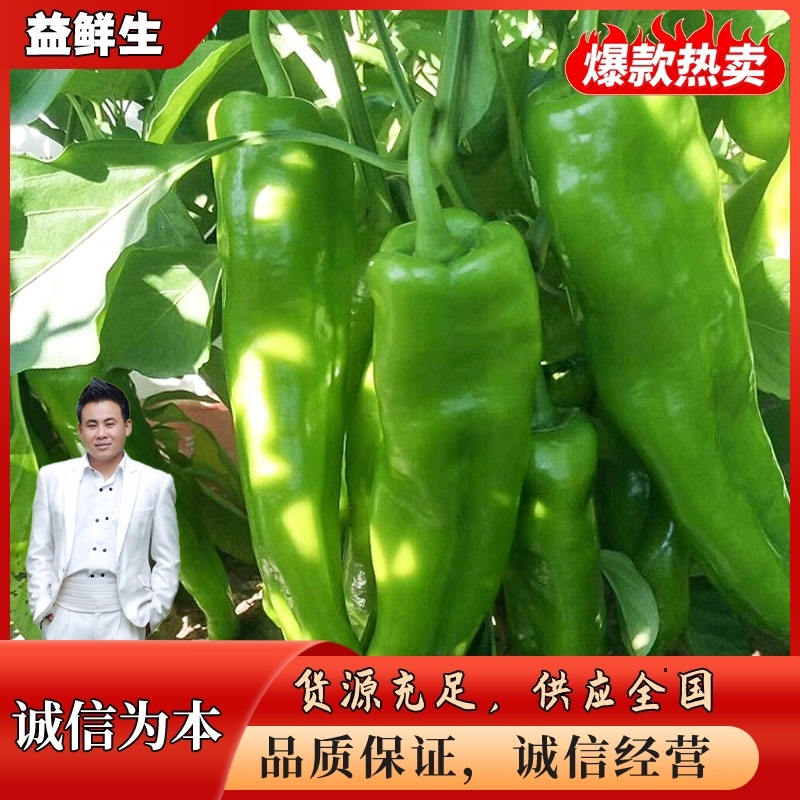 【产地直发】尖椒15-20公分，条形好，亮度好。品质保证