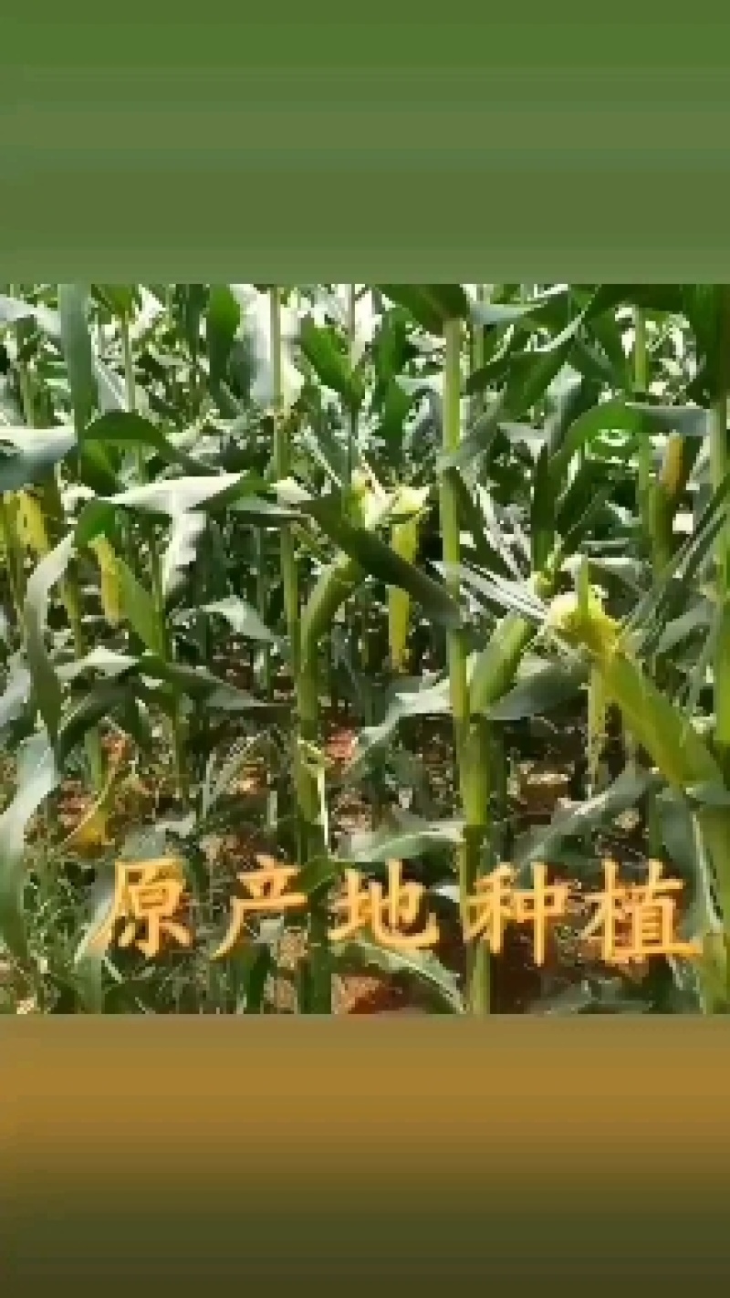 无农药现摘甜玉米笋迷你小玉米笋蔬菜食材包邮。