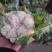 精品加工厂菜花需要的可以联系，价格合适