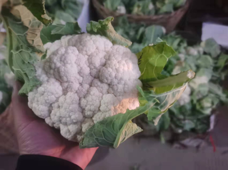 精品加工厂菜花需要的可以联系，价格合适