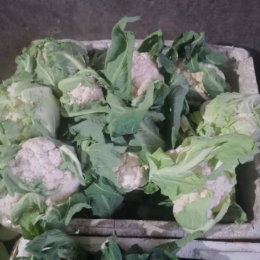 精品加工厂菜花需要的可以联系，价格合适