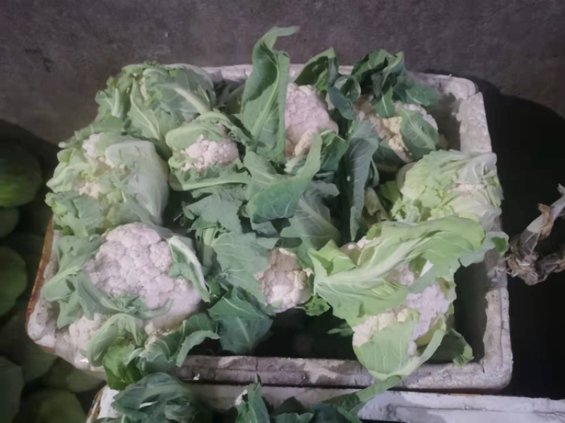 精品加工厂菜花需要的可以联系，价格合适