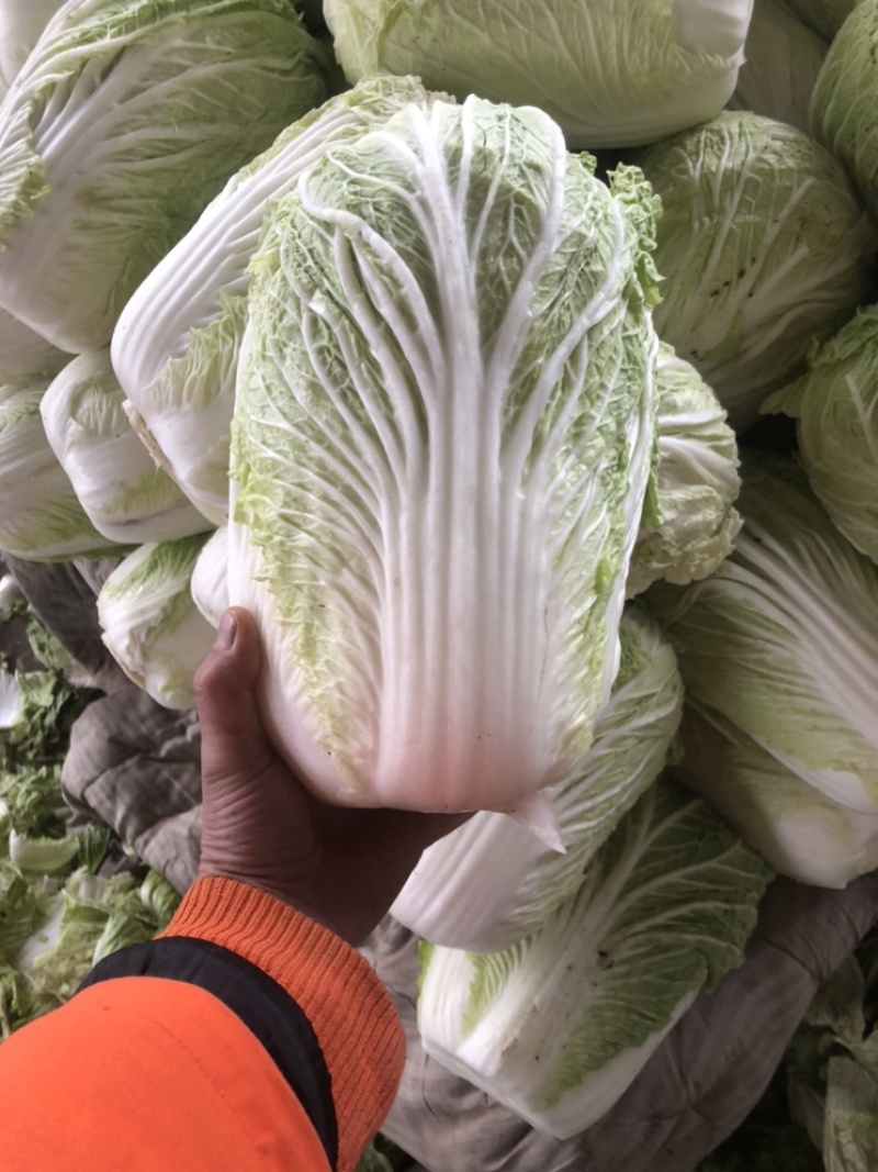 库存白菜，需要的可以联系价格不高