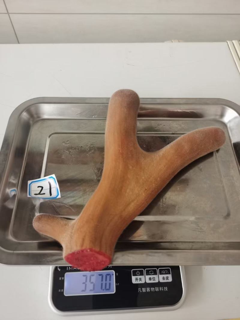 梅花鹿鲜鹿茸，适合泡酒煲汤火锅炖菜货源充足！