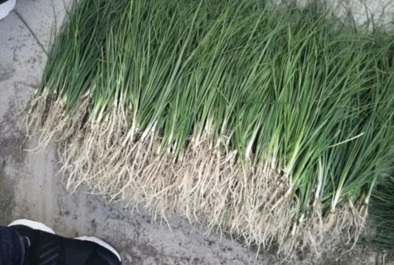 改良知母苗高产耐旱耐冻基地直供包技术包成活