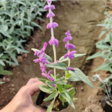 墨西哥鼠尾草，基地直发，一手货源，大量供应