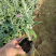 墨西哥鼠尾草，基地直发，一手货源，大量供应