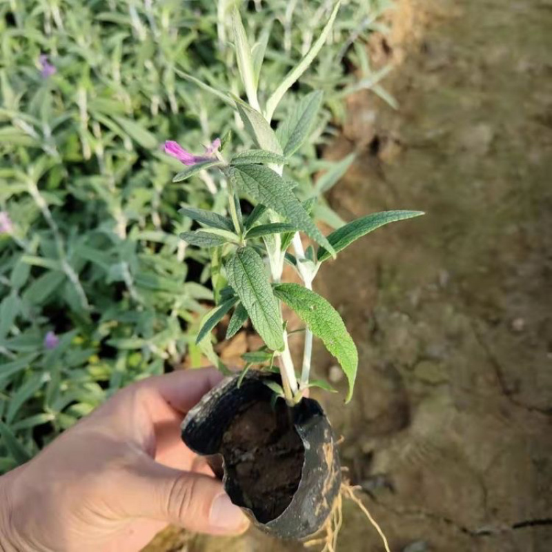 墨西哥鼠尾草，基地直发，一手货源，大量供应