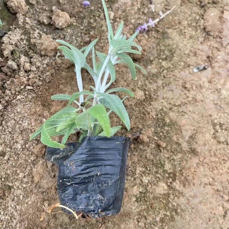墨西哥鼠尾草，基地直发，一手货源，大量供应