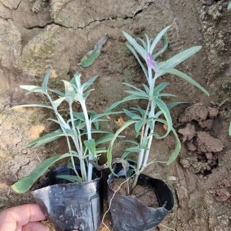 墨西哥鼠尾草，基地直发，一手货源，大量供应
