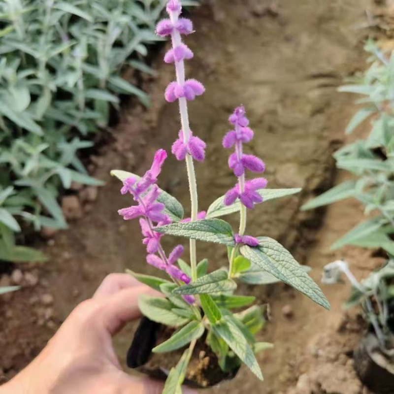墨西哥鼠尾草，基地直发，一手货源，大量供应