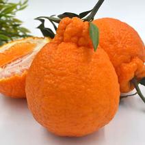 四川丑橘不知火新鲜超甜产地一件代发新鲜水果橘子非耙耙柑