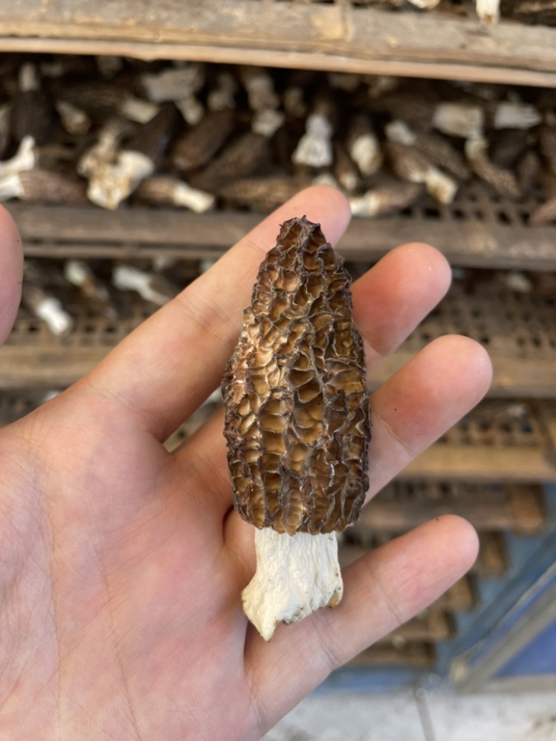 羊肚菌干货云南文山产地直发，250g500g自产自销
