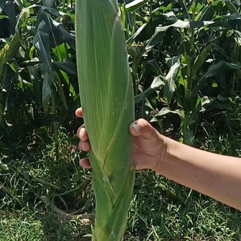 绿领萃甜糯518白甜糯玉米种籽子春秋早熟高产甜玉米种甜