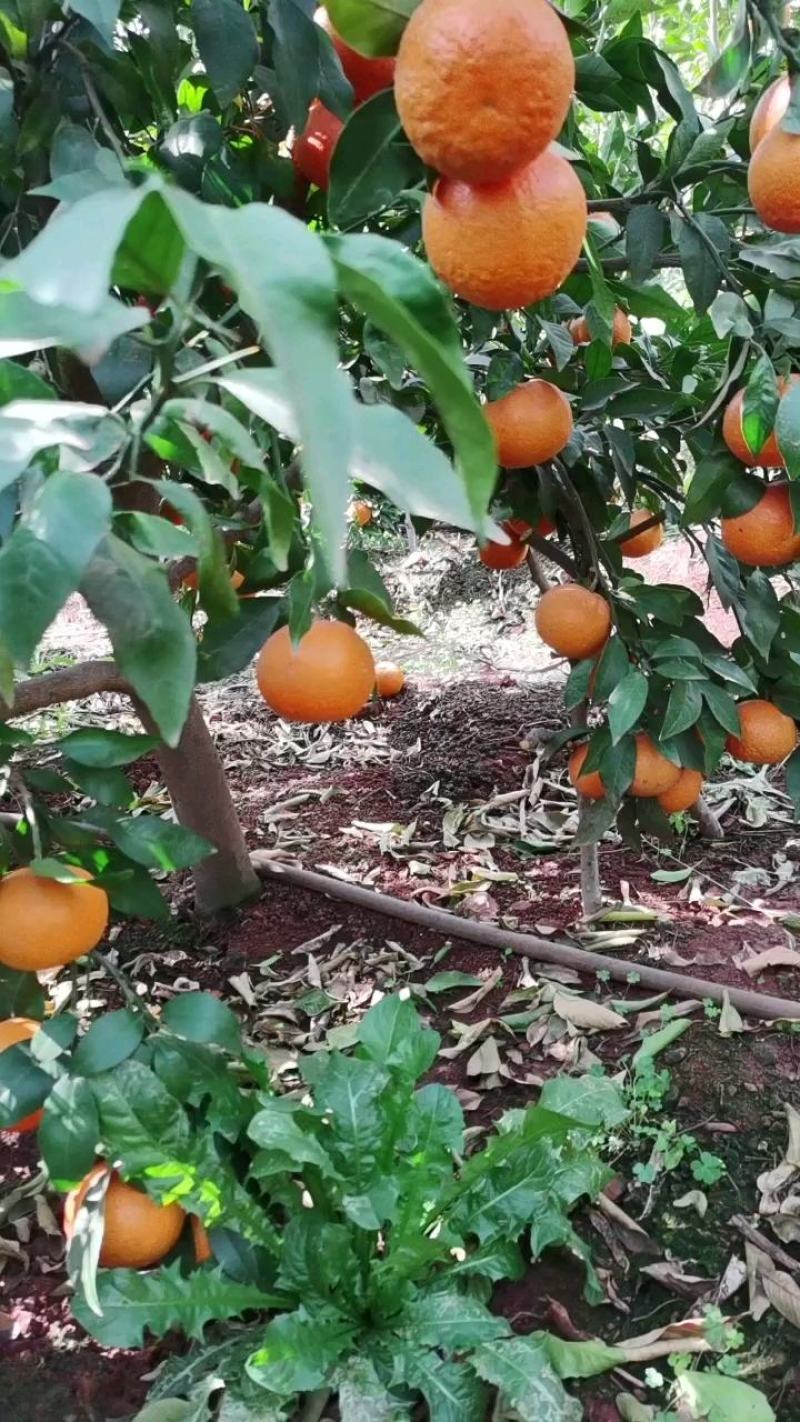 沃柑在售中