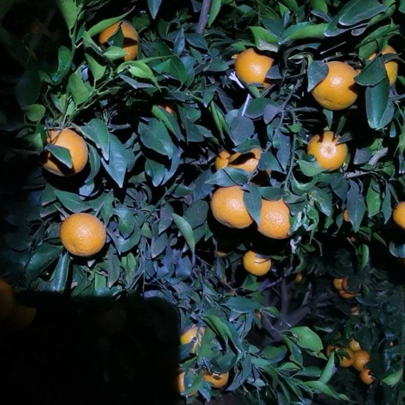 沃柑在售中