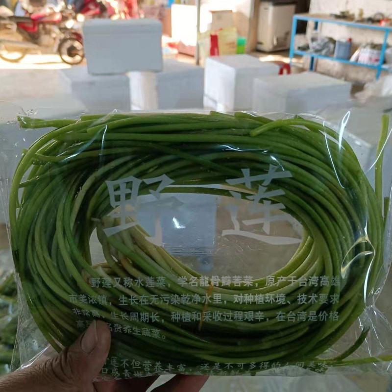 台湾野莲菜