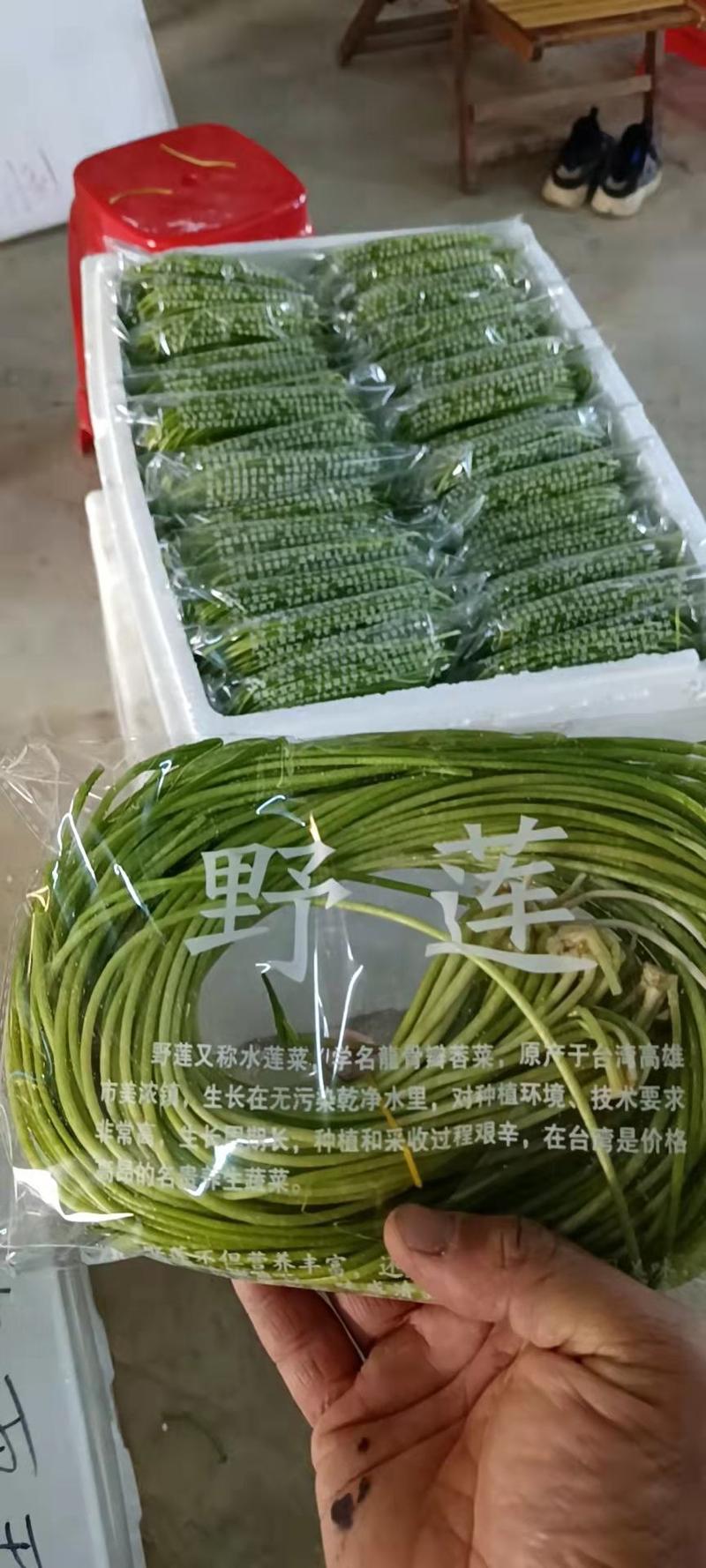 台湾野莲菜