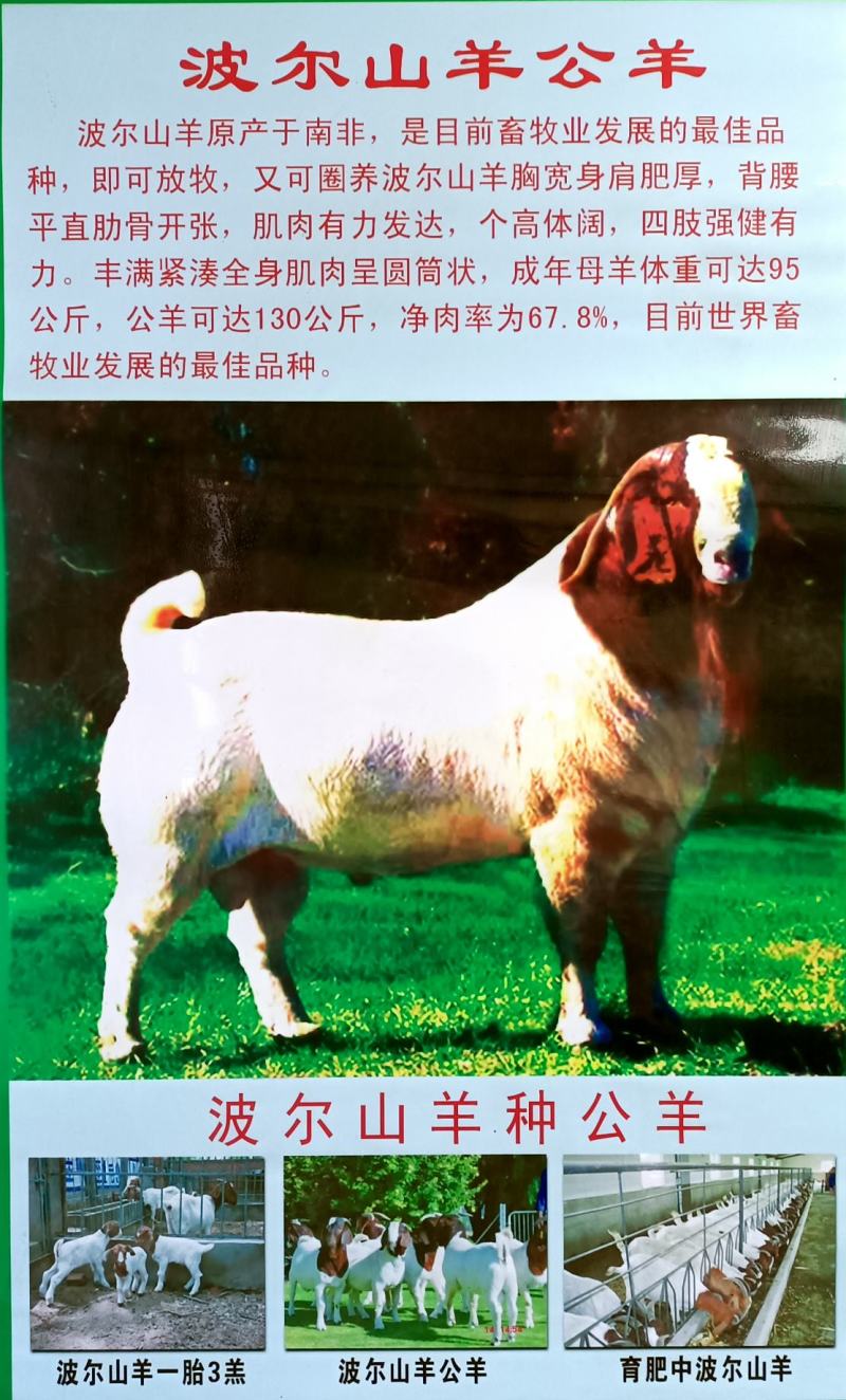 波尔山羊，纯种波尔山羊价格，波尔山羊羊苗，厂家直销，
