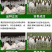 波尔山羊，纯种波尔山羊价格，波尔山羊羊苗，厂家直销，
