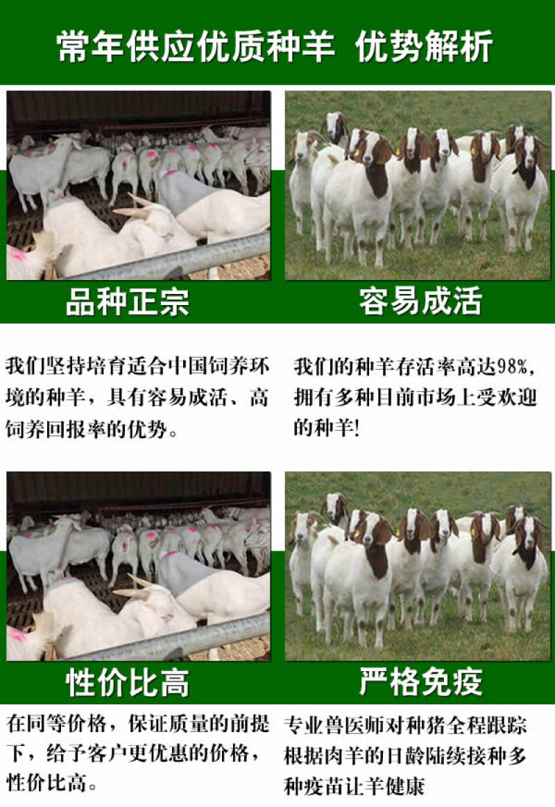 波尔山羊，纯种波尔山羊价格，波尔山羊羊苗，厂家直销，