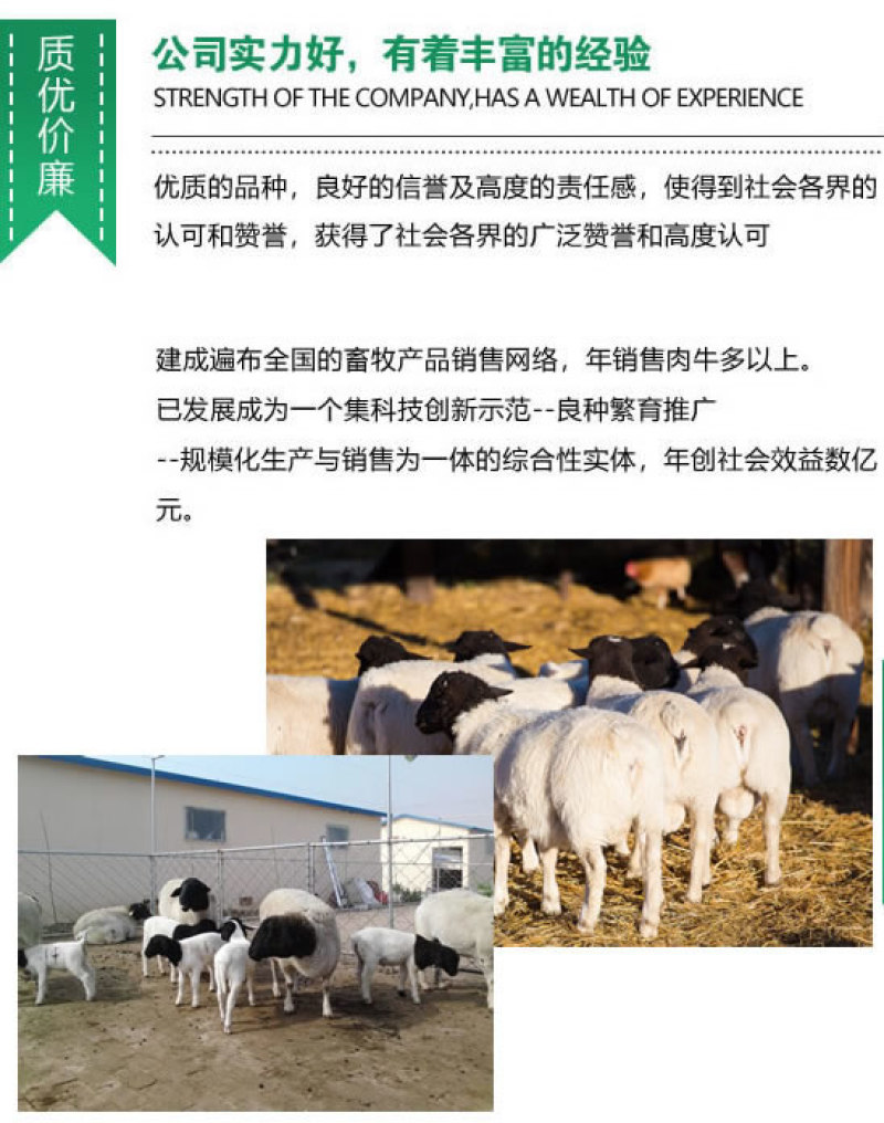波尔山羊，纯种波尔山羊价格，波尔山羊羊苗，厂家直销，