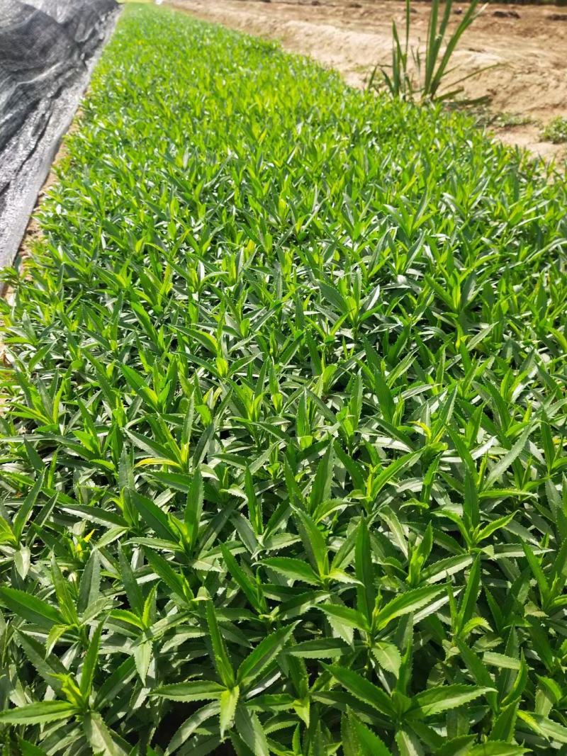 假龙头优质随意草产地直发欢迎实地看货