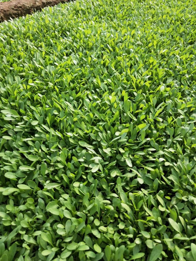 金鸡菊金鸡菊苗大花金鸡菊农户直供万基地直供