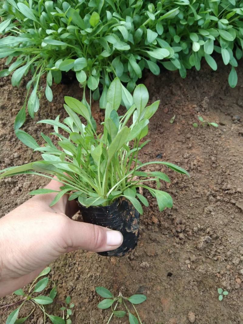 金鸡菊金鸡菊苗大花金鸡菊农户直供万基地直供