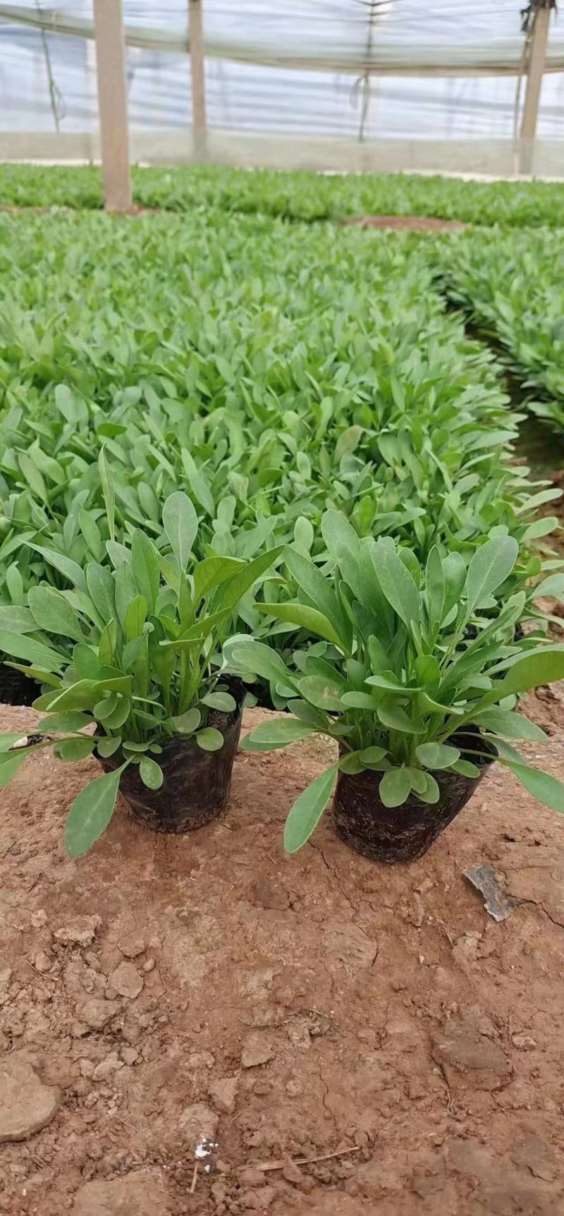 金鸡菊金鸡菊苗大花金鸡菊农户直供万基地直供