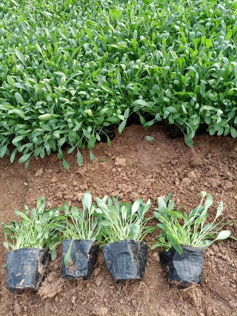 金鸡菊金鸡菊苗大花金鸡菊农户直供万基地直供