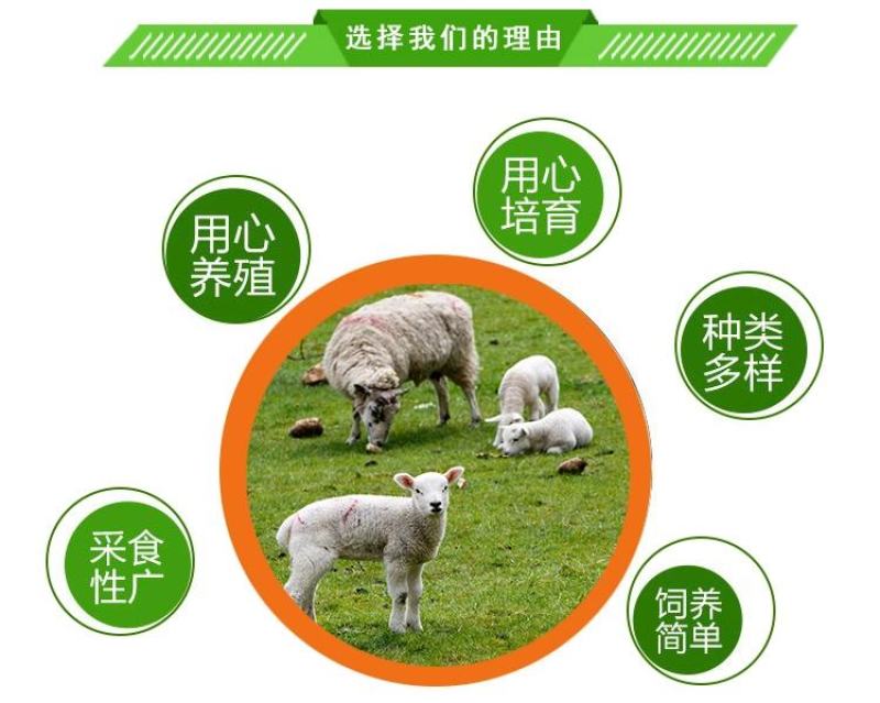 小尾寒羊，纯种小尾寒羊羊苗价格，小尾寒羊种羊，厂家直销