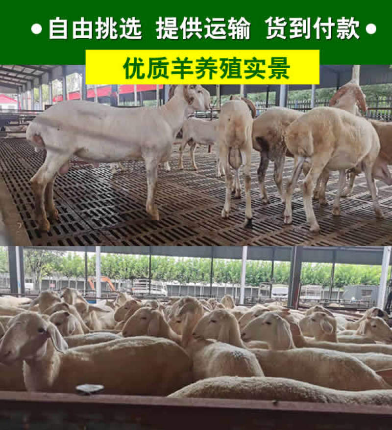 小尾寒羊，纯种小尾寒羊羊苗价格，小尾寒羊种羊，厂家直销