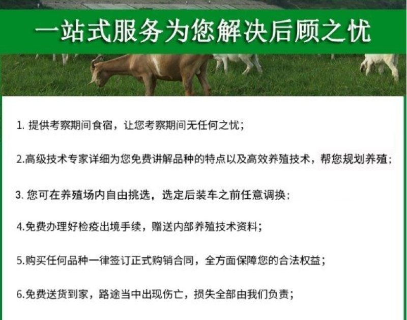 小尾寒羊，纯种小尾寒羊羊苗价格，小尾寒羊种羊，厂家直销