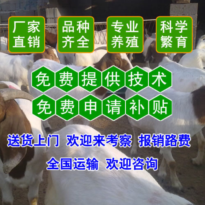 小尾寒羊，纯种小尾寒羊羊苗价格，小尾寒羊种羊，厂家直销