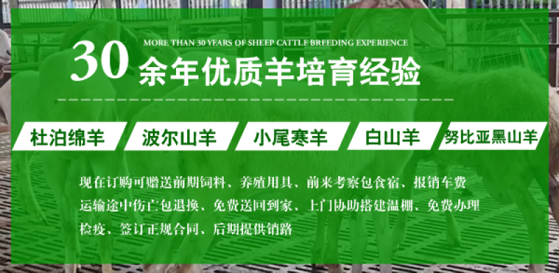 小尾寒羊，纯种小尾寒羊羊苗价格，小尾寒羊种羊，厂家直销