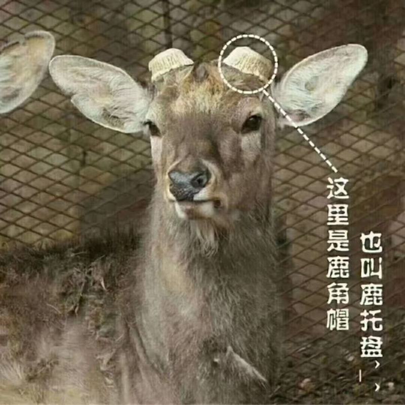 鹿角帽粉也叫鹿托盘粉，男女通用，双阳区鹿乡镇，量大从优