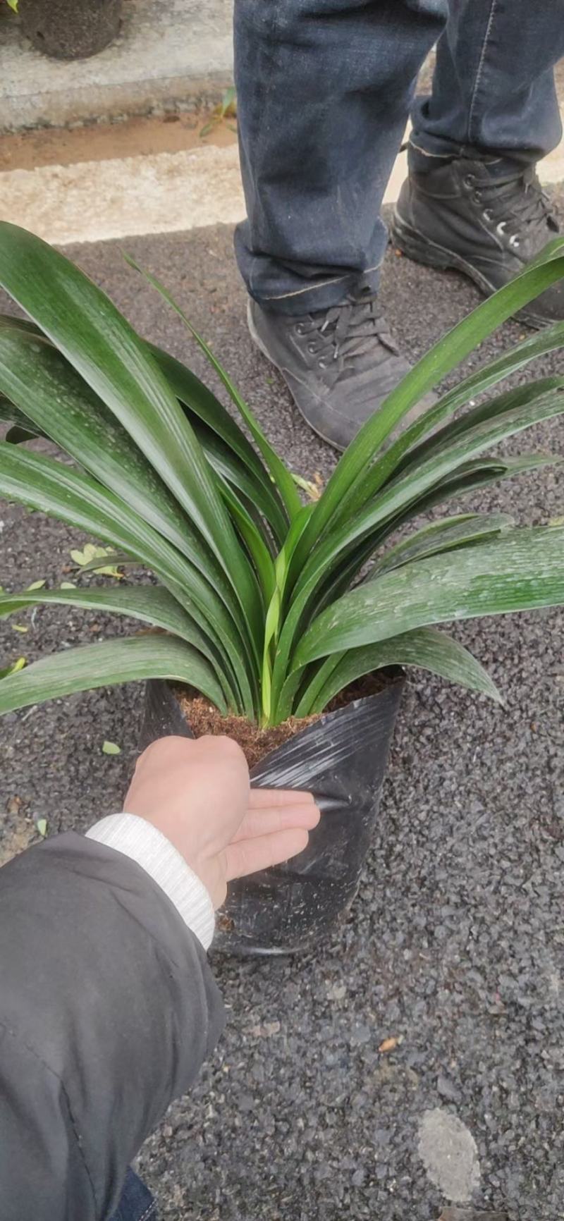 君子兰，各种规格都有，一手货源！需要的老板联系！