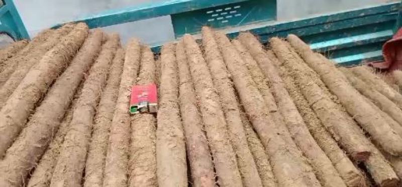 优质白玉山药，保证质量，优质的服务，一次合作终生朋友，