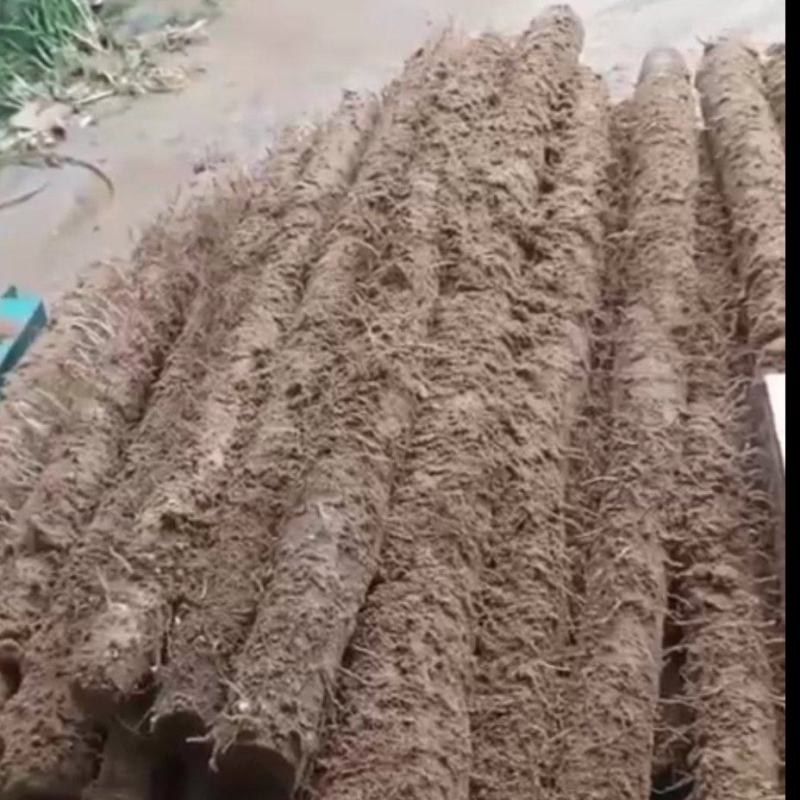 优质白玉山药，保证质量，优质的服务，一次合作终生朋友，