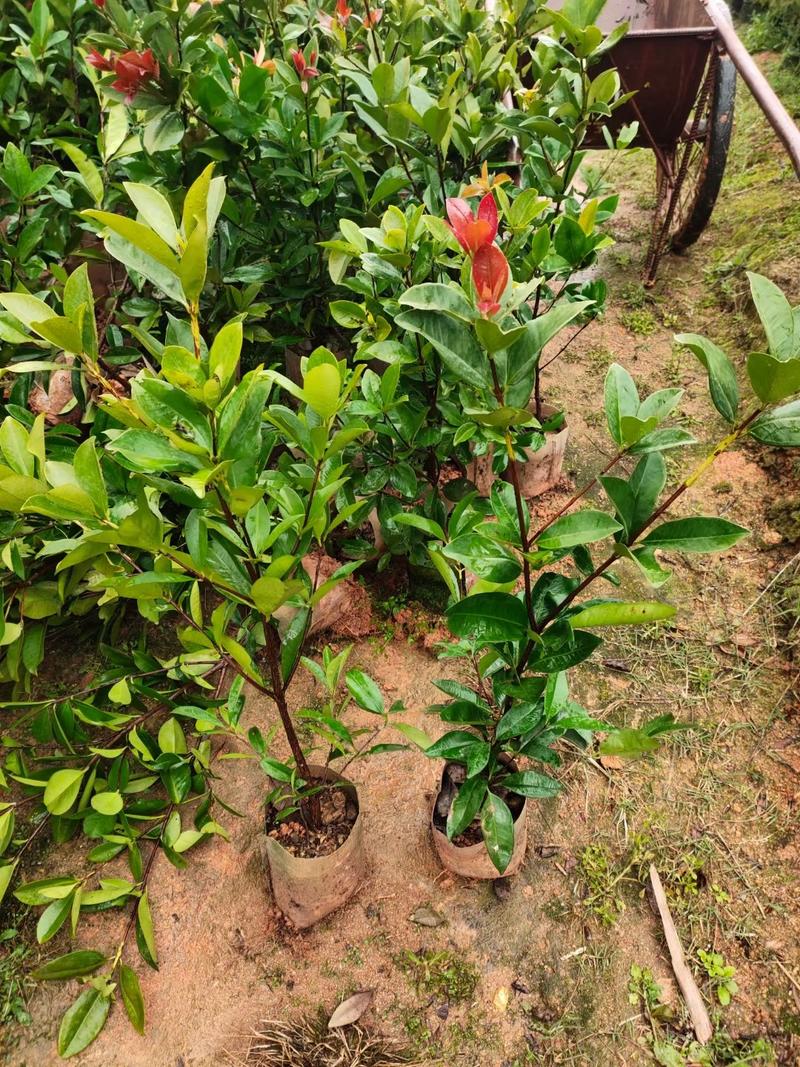 供应：巴西樱桃苗，黑珍珠樱桃苗，苗木粗壮，根系发达！欢迎