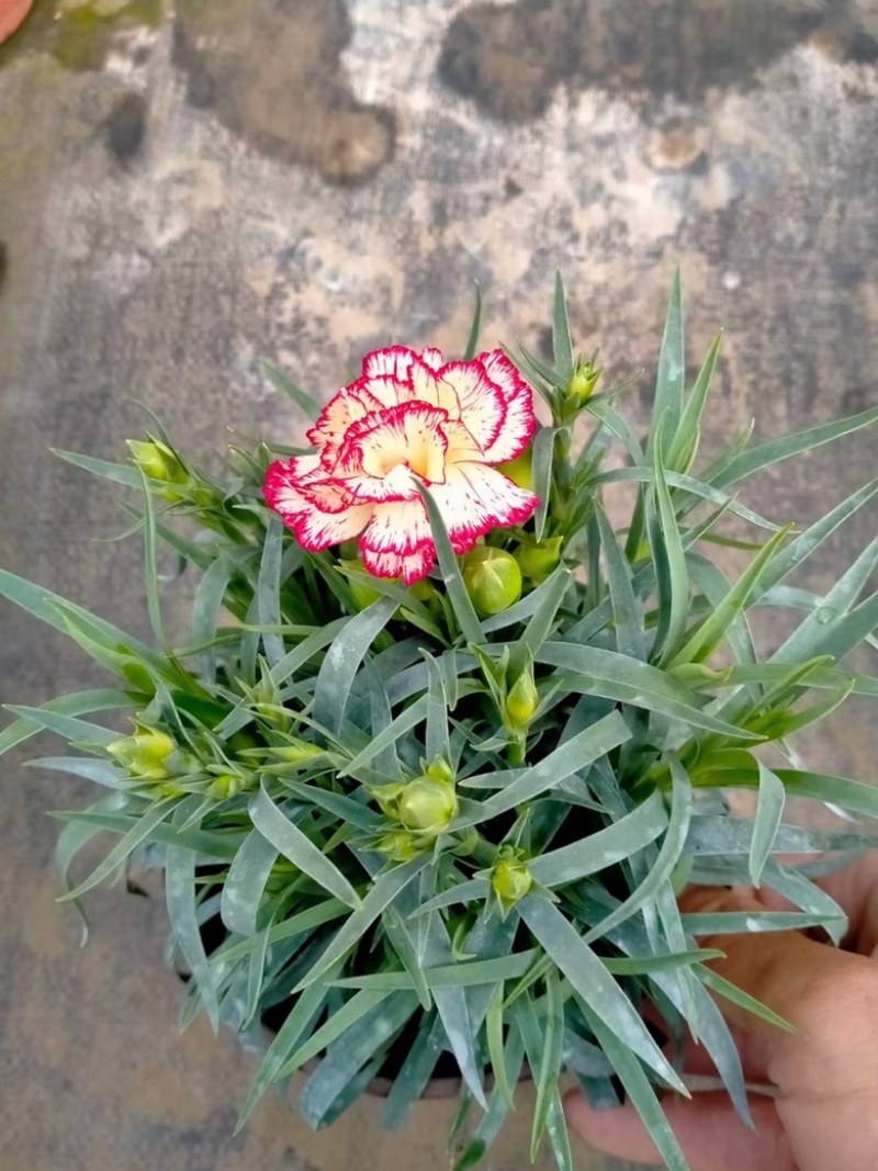 康乃馨盆栽，一手货源，基地直发，大量供应